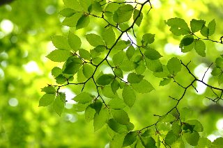 ブナの新緑と若葉 脊振山