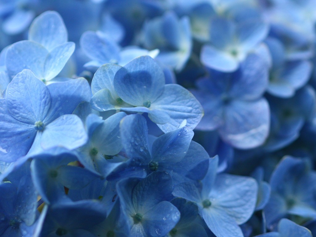 無料壁紙 無料素材 梅雨に咲く紫陽花 あじさい