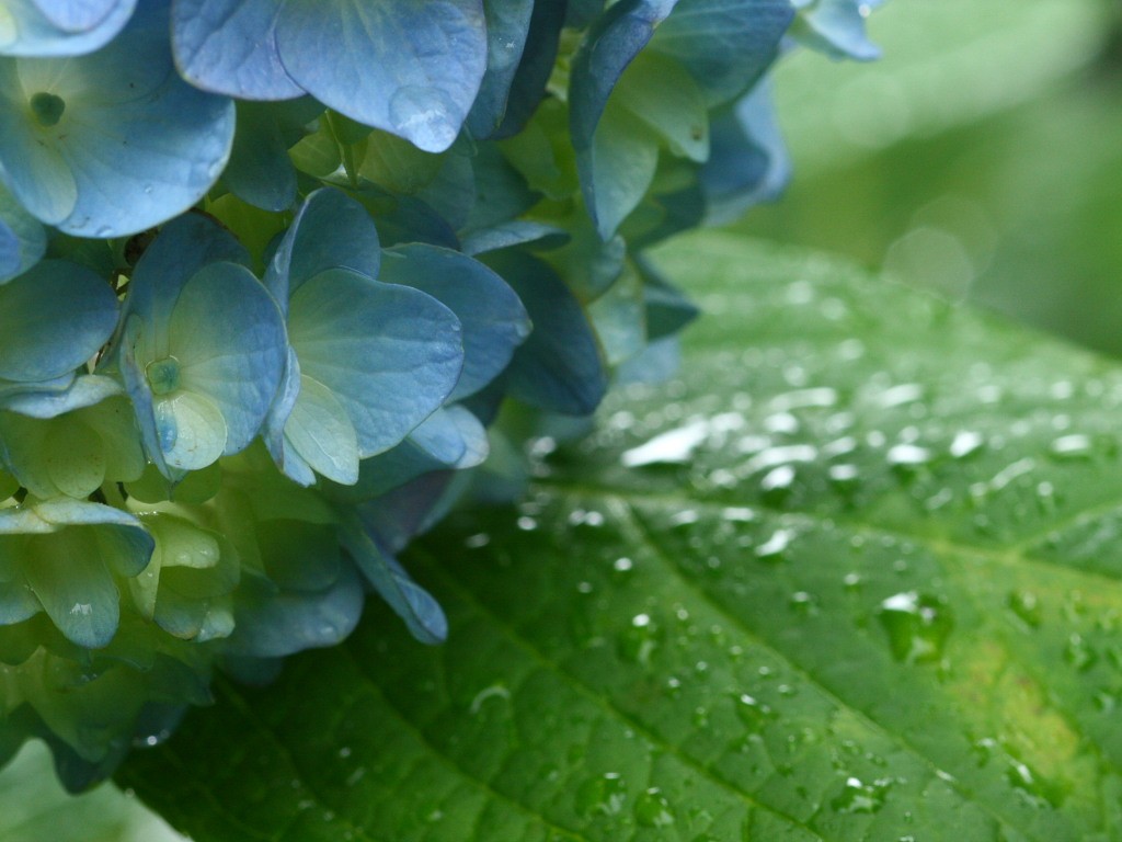 無料壁紙 無料素材 梅雨に咲く紫陽花 あじさい