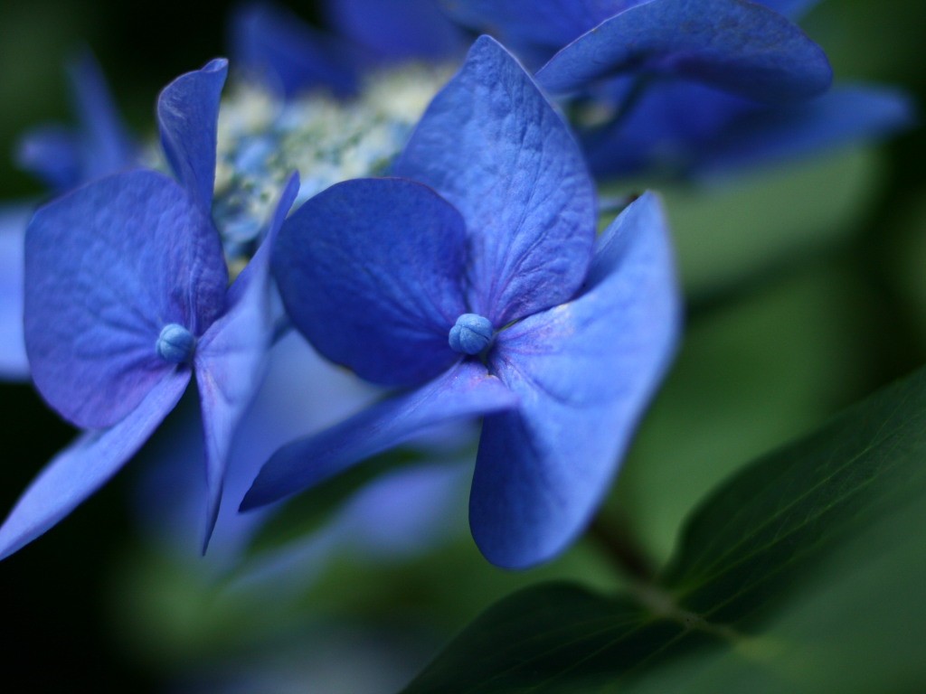 無料壁紙 無料素材 あじさい 紫陽花 アジサイ