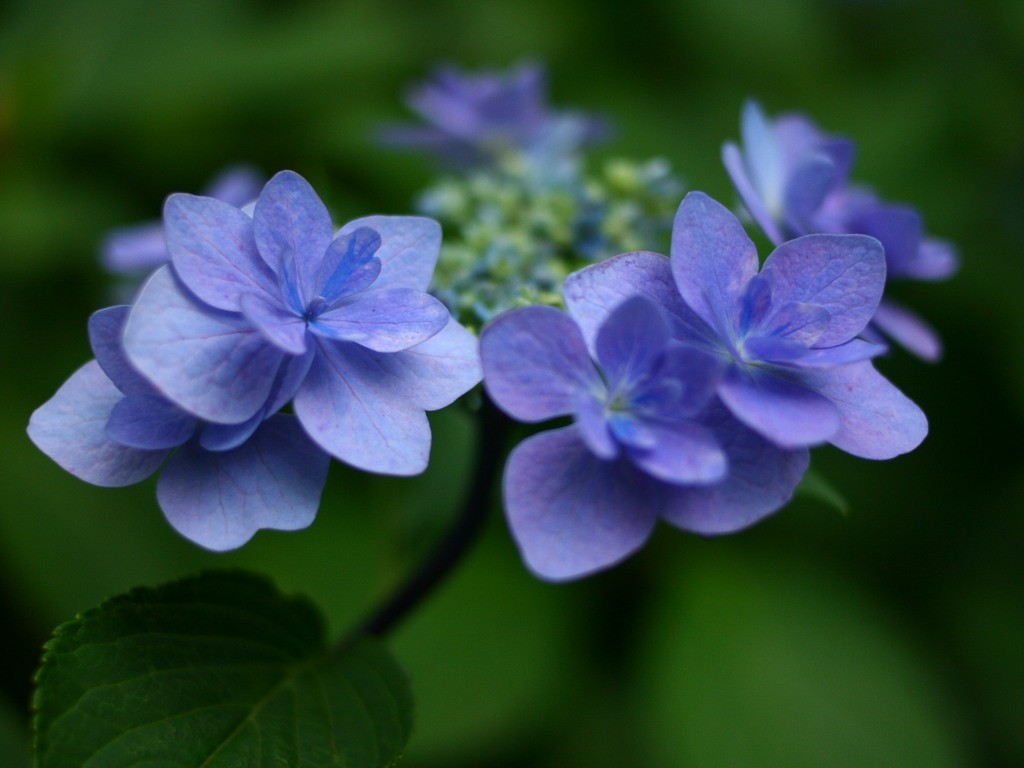 無料壁紙 無料素材 あじさい 紫陽花 アジサイ