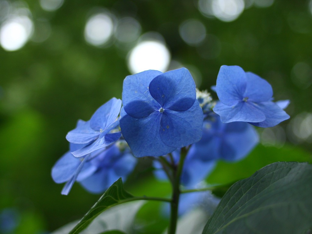 無料壁紙 無料素材 あじさい 紫陽花 アジサイ