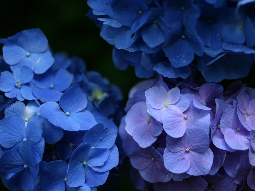 無料壁紙 無料素材 あじさい 紫陽花 アジサイ