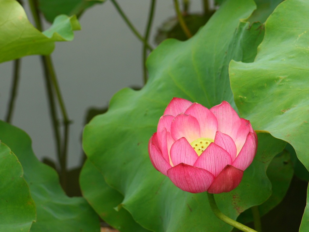 無料壁紙 無料素材 蓮の花