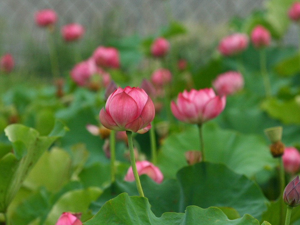 無料壁紙 無料素材 蓮の花