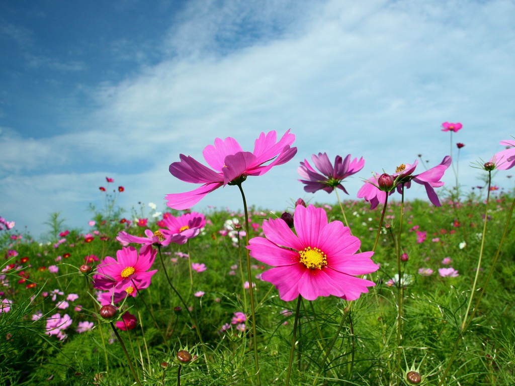 青空とコスモス 秋桜 の無料壁紙 写真素材