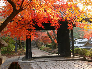 秋月城址黒門の紅葉