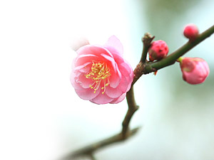 紅梅開花 冬の花