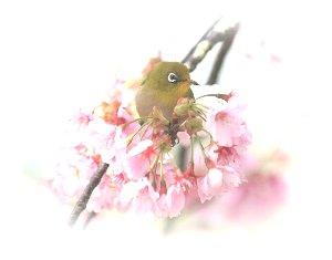 メジロと桜