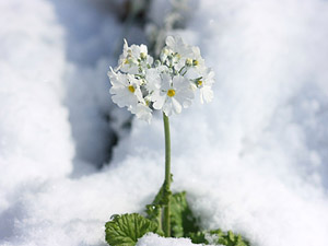 雪景色の冬の花の無料壁紙と写真素材