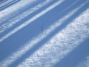 雪景色と冬の樹木 由布岳山腹 の無料壁紙と写真素材