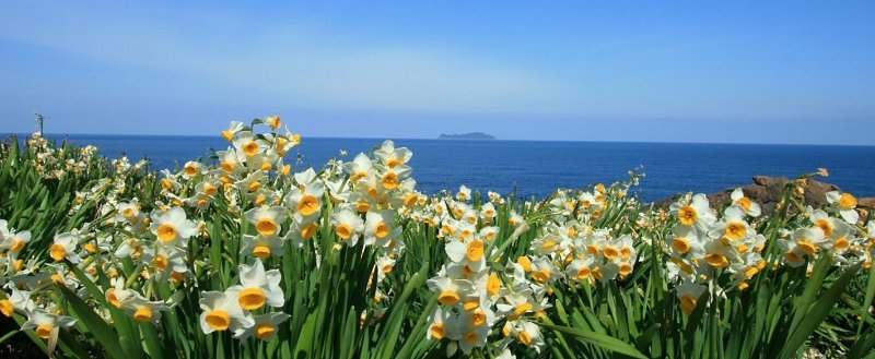 水仙の花 唐音水仙公園