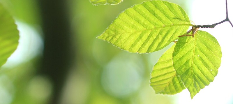 新緑若葉の森 脊振山ブナ林