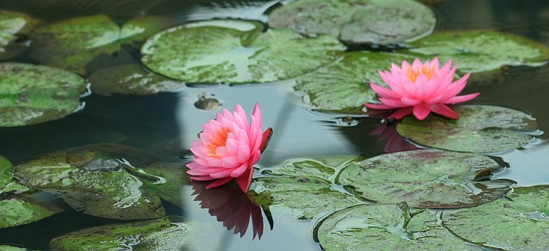 睡蓮と蓮の花