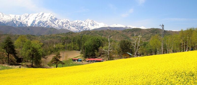 中山高原 北アルプスの春 山並みと菜の花