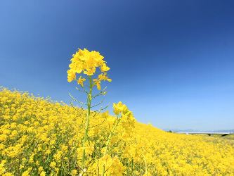 トップ100菜の花 壁紙 最高の花の画像