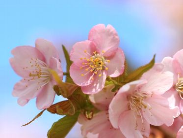 寒緋桜 かんひざくら 椿寒桜 つばきかんざくら 河津桜 かわづざくら 無料壁紙フリー写真素材集