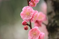 陽春梅香 梅の花 マクロ撮影 無料壁紙フリー写真素材集